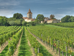 A Bordeaux Wine Farm